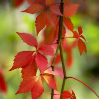 fall colors :: Zinovi Seniak