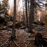 Осенние Столбы. :: Вадим Басов