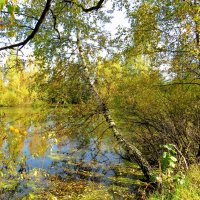 Берёзки у воды :: Андрей Снегерёв