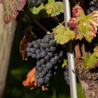 урожай для вина :: vladimir 