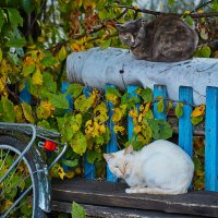 Два кота :: Вера Сафонова