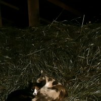 Картина "Кошки, ночующие на сеновале" :: Екатерина К.