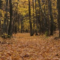 Осенний лес. :: Руслан Сорочинский