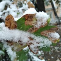 Первый снег-4 :: Асылбек Айманов