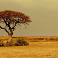 Намибия... :: Михаил Рогожин