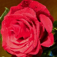 Роза красная и прекрасная. :: nadyasilyuk Вознюк