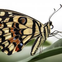 Лимонный Парусник (Papilio Demoleus). :: Alexander Andronik
