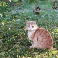 Осенний котик :: Наташа С