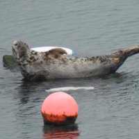 Залёг тюлень отдохнуть на плоту :: Natalia Harries