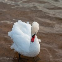 Лебеди в октябре месяце на Шумилинском озере. (Снято на SONY Cyber-Shot DSC-R1) :: Анатолий Клепешнёв