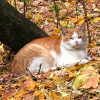 Рыжий кот на рыжей листве :: Андрей Снегерёв