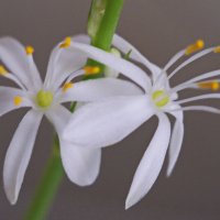 Белые цветочки. :: сергей 