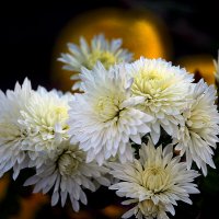 Белые хризантемы. :: barsuk lesnoi