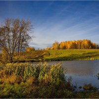 "Солнечная осень у пруда. Рогоз"© :: Владимир Макаров