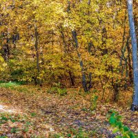 Осень в лесу :: Юрий Стародубцев