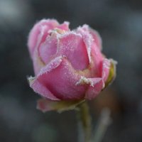 Роза на морозе :: Romashka Ольга