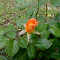 Цветок розы в октябре :: Наиля 