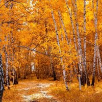 Щепкинский лес осенью :: Данил 