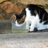Кошка утоляет жажду. :: Валерьян Запорожченко