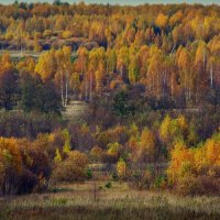 Золотая осень... :: Владимир Шошин