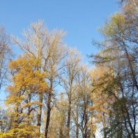 Осенний парк :: Вера Щукина