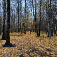 Почти совсем отзолотившая осень :: Андрей Лукьянов