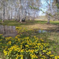 В весеннем лесу. :: Валентина Богатко 