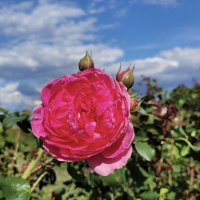 Роза — символ совершенства. :: Валентина Жукова