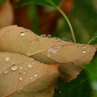 Листья осеннего дождя :: Сергей Шаврин