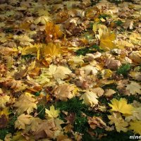 Осенний ковёр :: Нина Бутко