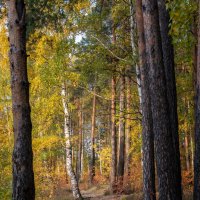 Осенний лес :: Елена Герасевич