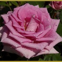 За красоту мы любим розы,их дивный запах,аромат! :: Нина Андронова