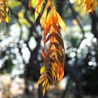 Rhus typhina Сумах оленерогий  листья :: wea *