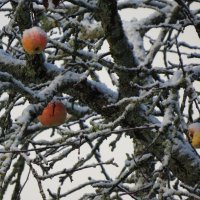 Яблоки на ... в... снегу... :: ii_ik Иванов