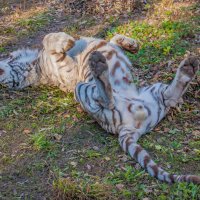 Зао греет косточки. :: аркадий 