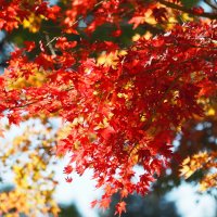 Японский клён - Клён дланевидный(Acer palmatum) oсенний калейдоскоп :: wea *