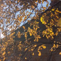 Солнце и листья :: Нина Кутина
