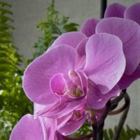 Орхидея :: Татьяна 