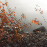 В тумане :: Женя Лацис