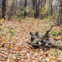 В лесу среди листвы осенней :: Юрий Стародубцев