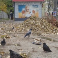 Пивная - точка сборки для осенних листьев, ворон, голубей и шляп!.. :: Alex Aro Aro Алексей Арошенко