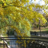 Осень в нашем парке :: Варвара 