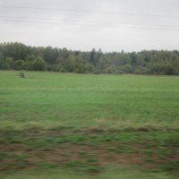 Мураново. Лес и поле :: Дмитрий Никитин