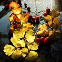 Осень дарит листья золотые :: veilins veilins