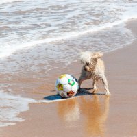 Пудель с мячом на берегу Океана :: azambuja 