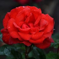 Прекрасна сияньем алая роза... :: Надежда Куркина