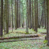 in the forest :: Zinovi Seniak