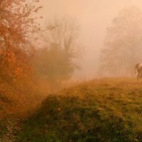 "misty cow" :: Elena Wymann