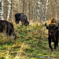 Зубры в Смоленской области. :: Ольга Митрофанова