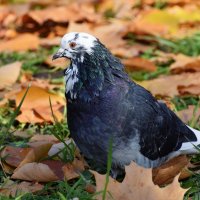 Самый симпатичный голубь в нашем парке. :: Татьяна Помогалова